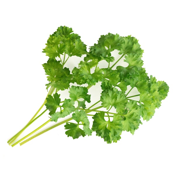 Curly Parsley Lingot