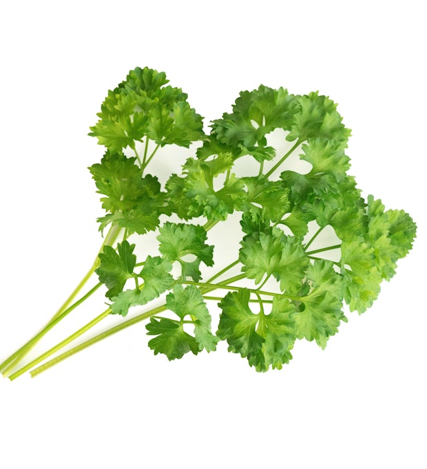 Curly Parsley Lingot