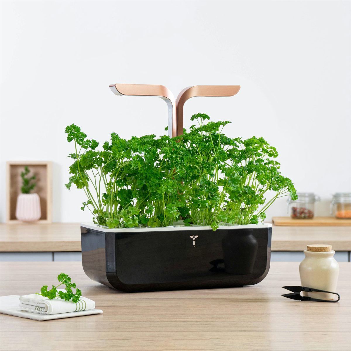 Curly Parsley Lingot