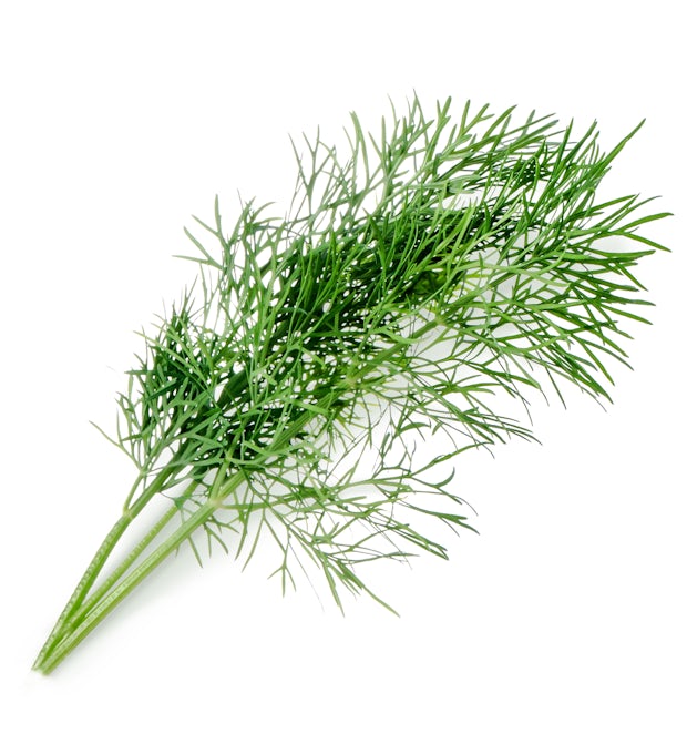 Dill-Lingot