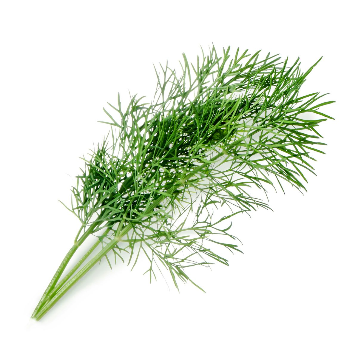 Dill-Lingot