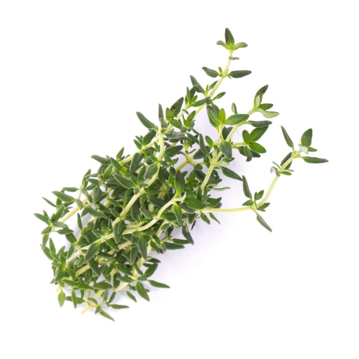 Thyme Ingot