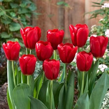 Rode tulpenbollen