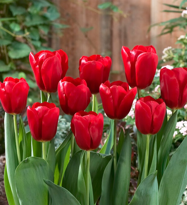 Bulbes de tulipe rouge