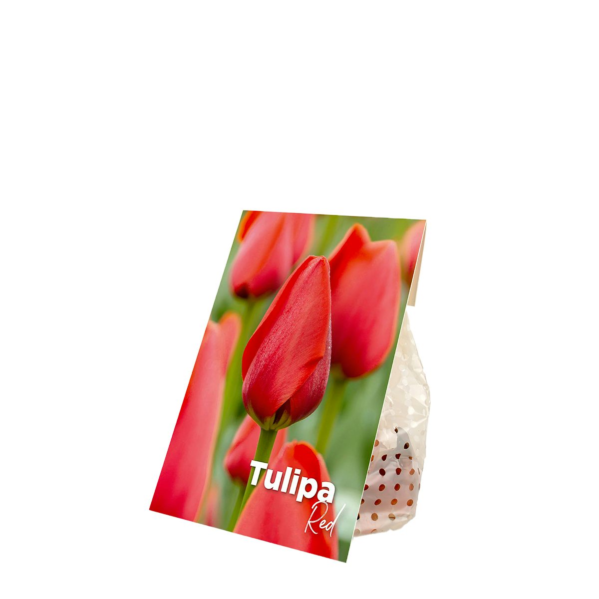 Červené tulipánové cibulky