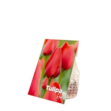 Červené tulipánové cibulky