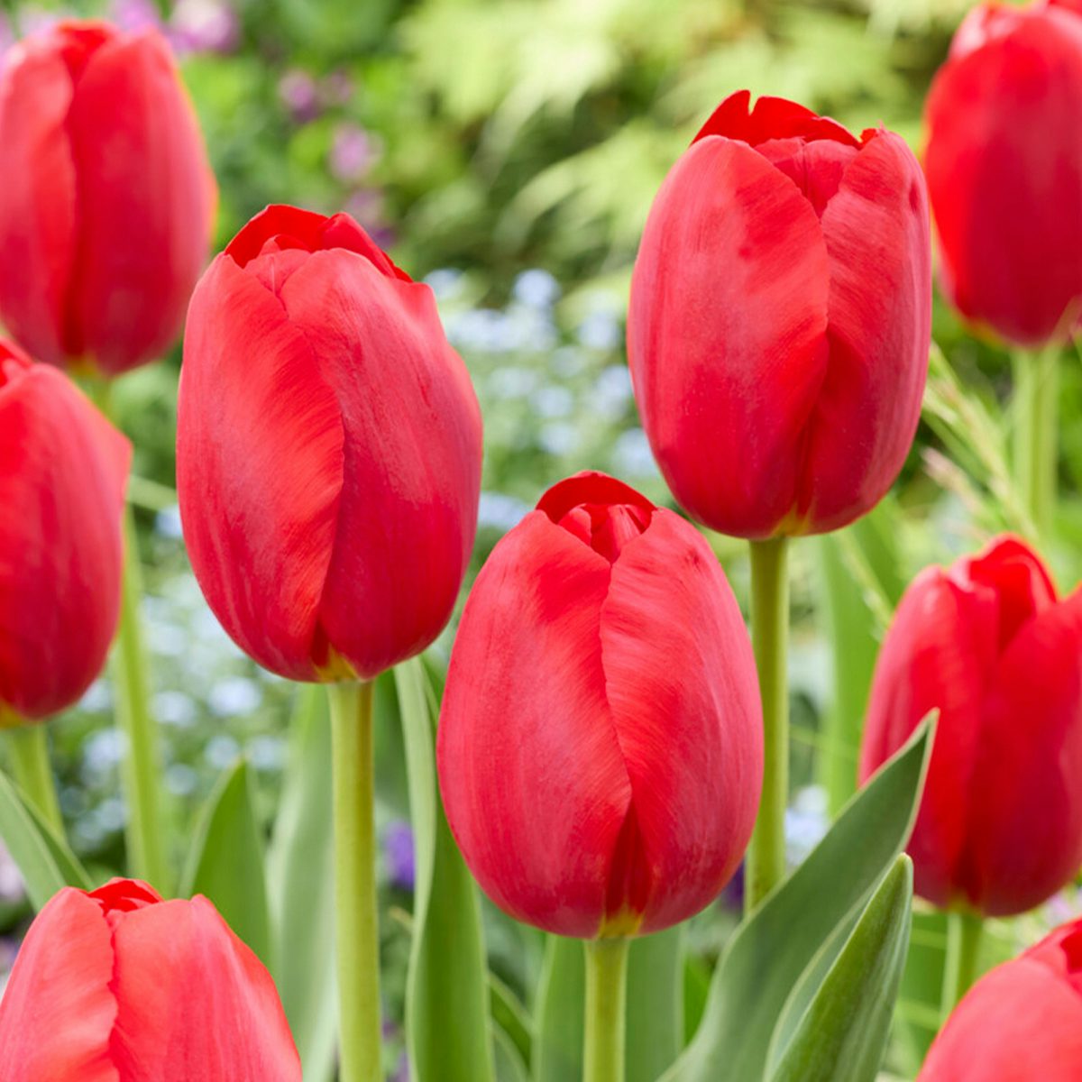 Rode tulpenbollen