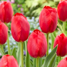 Red Tulip Bulbs