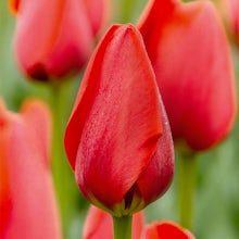 Rode tulpenbollen