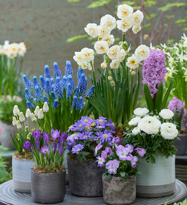 Bolbos de flores para 6 meses