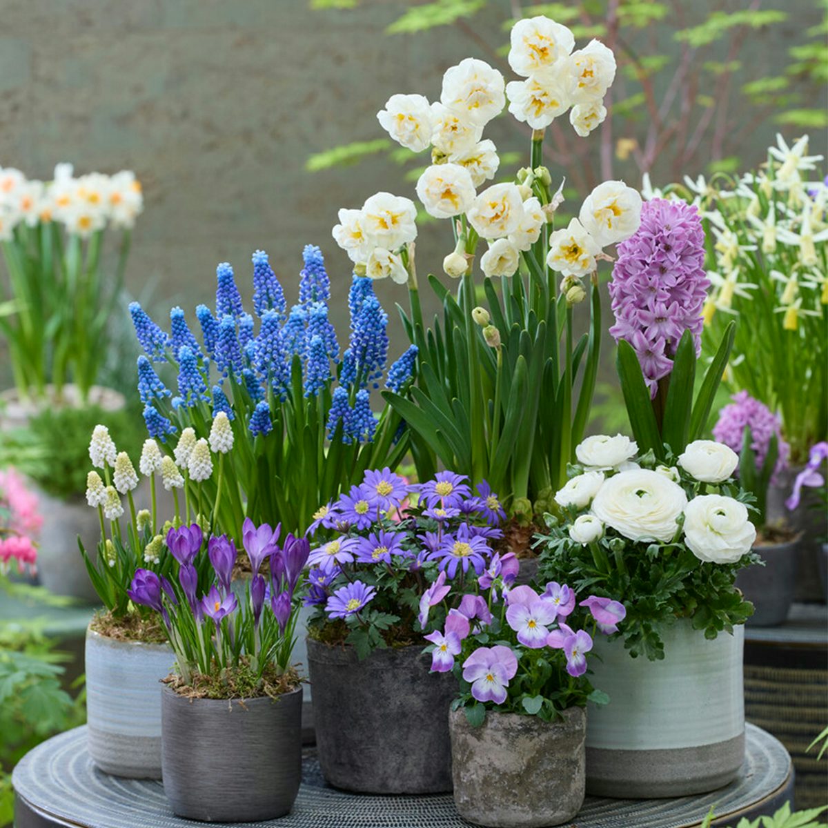 Bolbos de flores para 6 meses