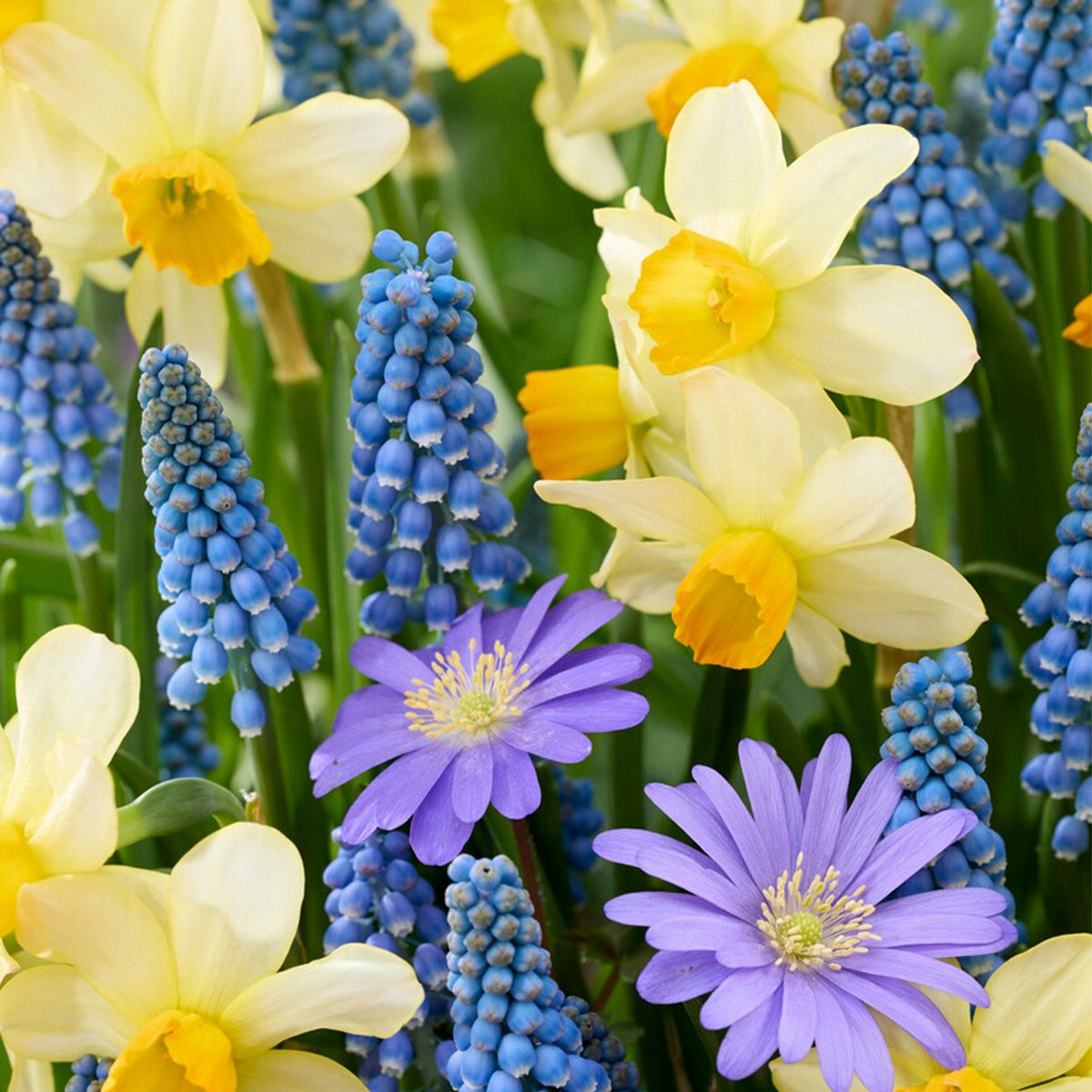 Blomsterløg til 6 måneder