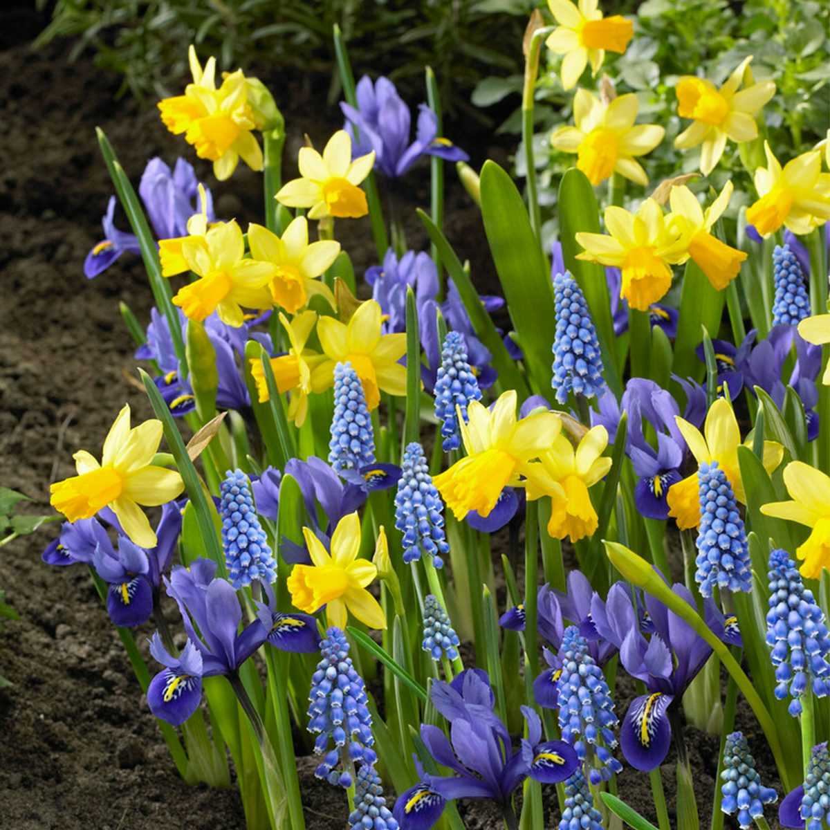 Bulbes à fleurs pour 6 mois