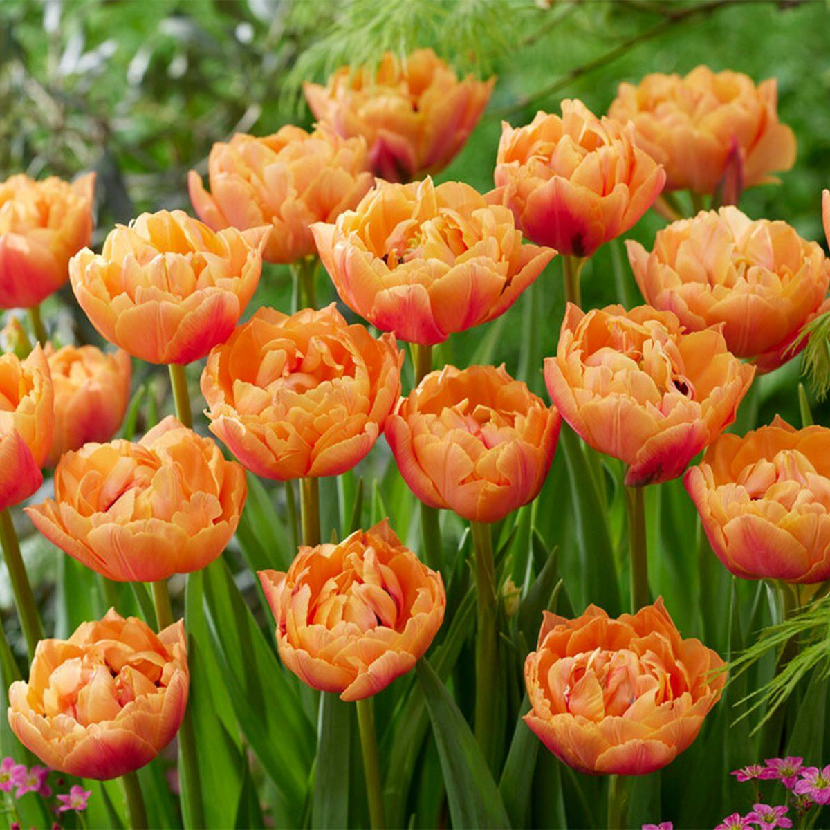 20 bolbos de tulipa Double Peach