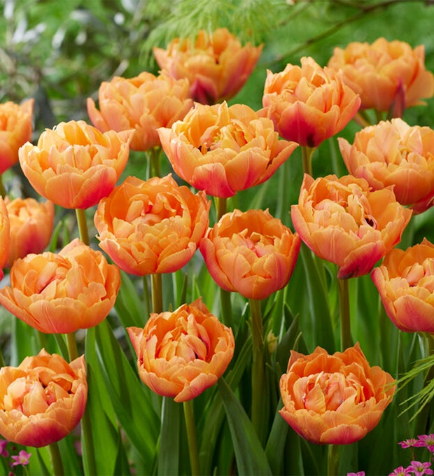 20 bolbos de tulipa Double Peach