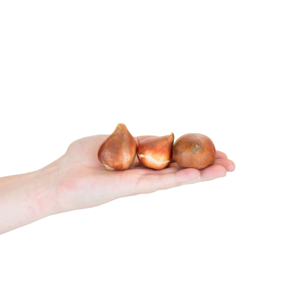 20 Dubbele Perzik Tulp Bollen