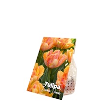 20 Bulbi di tulipani doppi color pesca