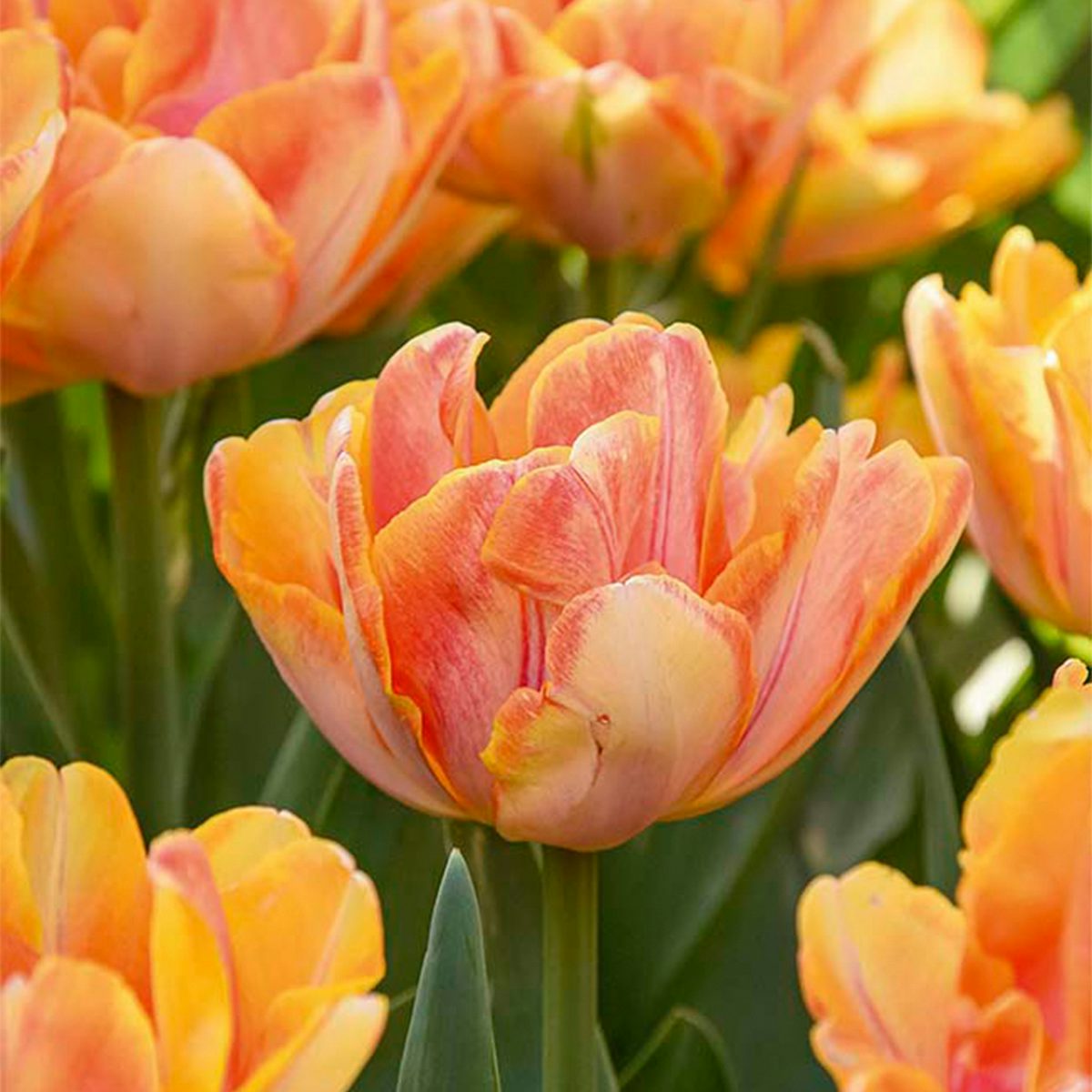 20 Bulbes de Tulipe Double Peach