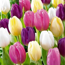 20 bulbes de tulipes arc-en-ciel