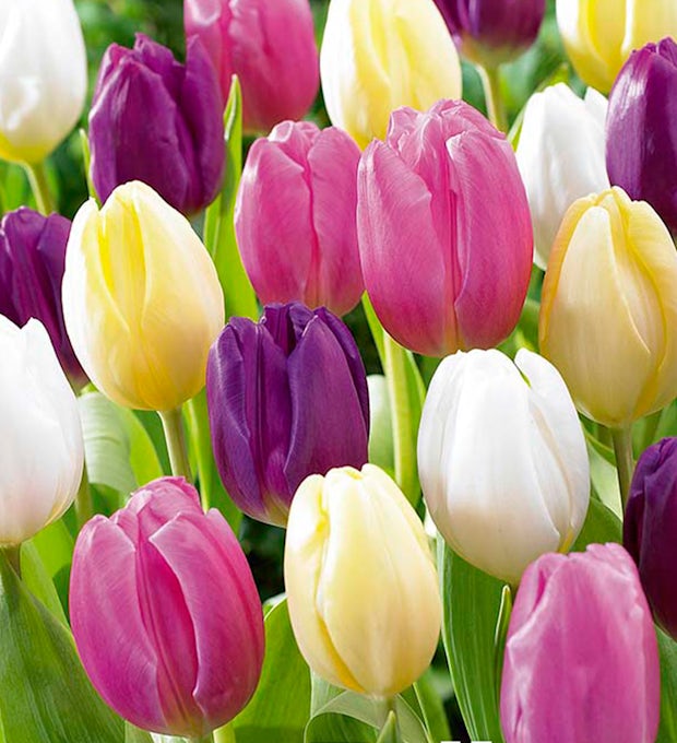 20 bulbes de tulipes arc-en-ciel