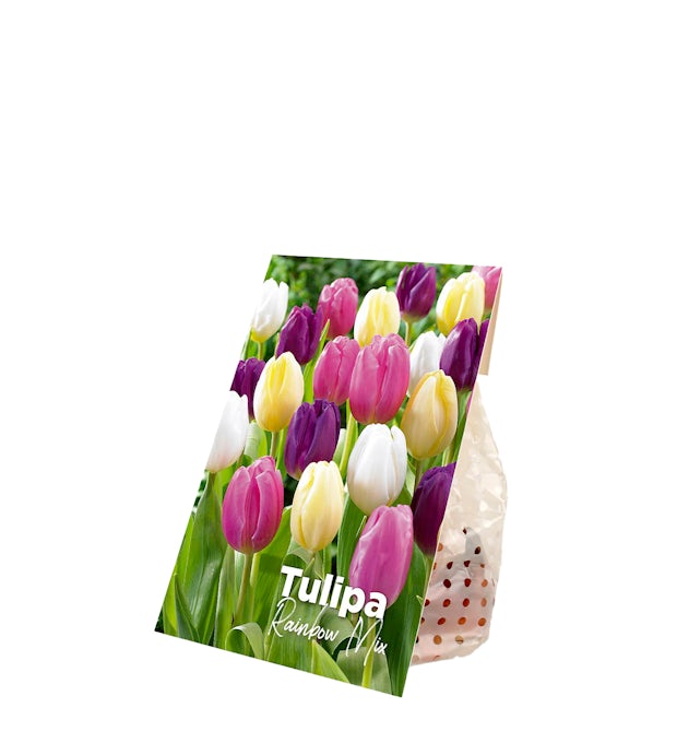 20 bolbos de tulipas arco-íris