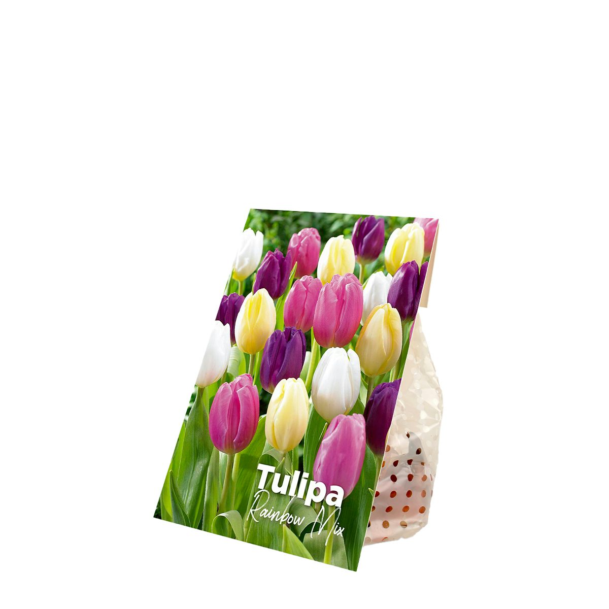 20 bolbos de tulipas arco-íris