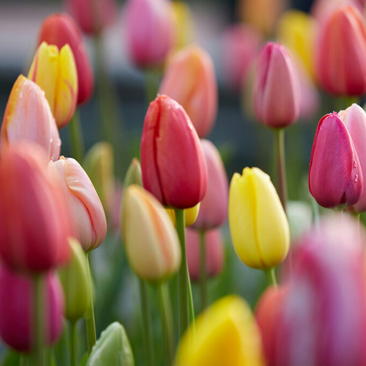 20 Rainbow Tulip Bulbs