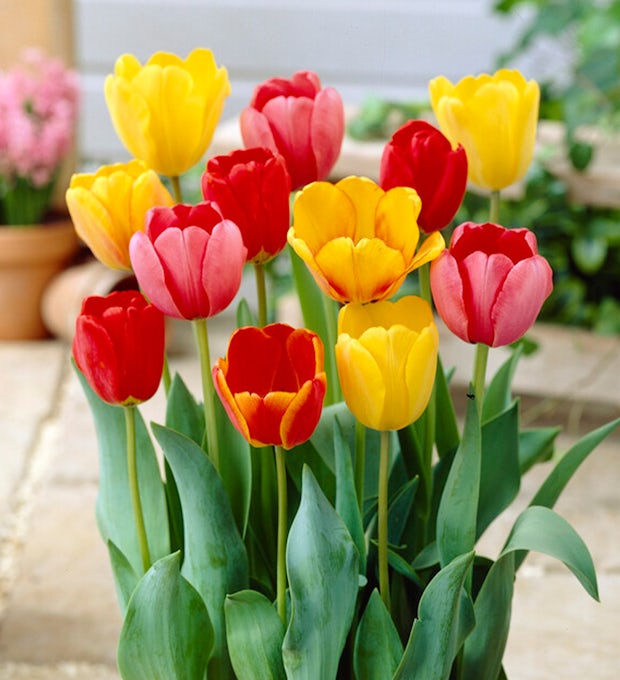 20 Tulip Bulbs Darwin Hybrid Mix