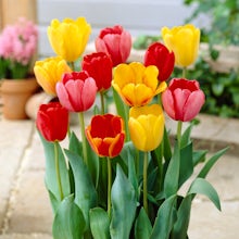 20 Tulip Bulbs Darwin Hybrid M... related pic