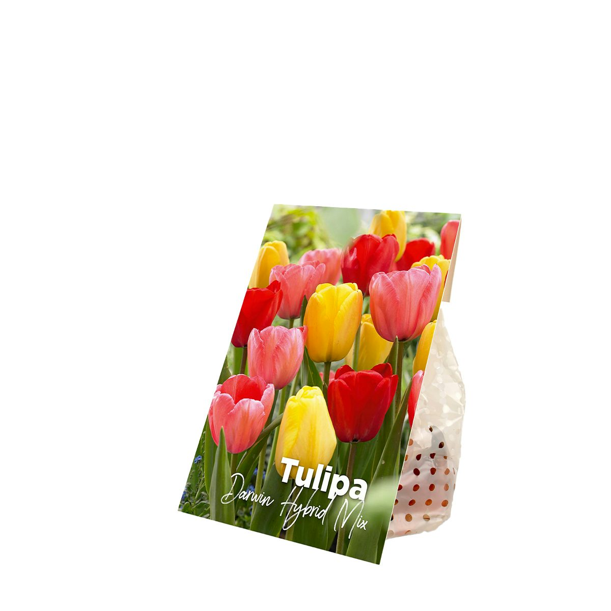 20 Bulbos de Tulipanes Darwin Hybrid Mix