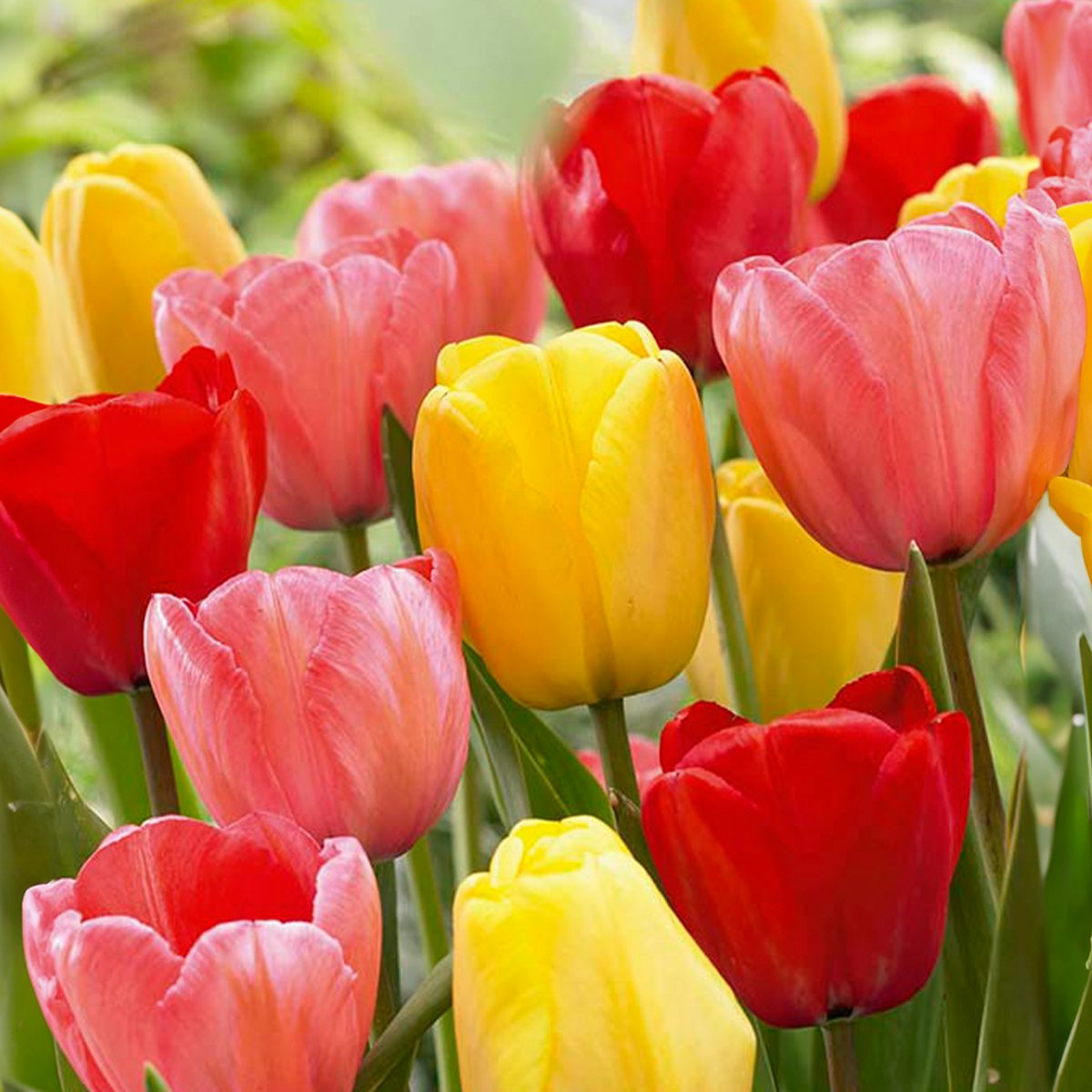 20 Tulip Bulbs Darwin Hybrid Mix