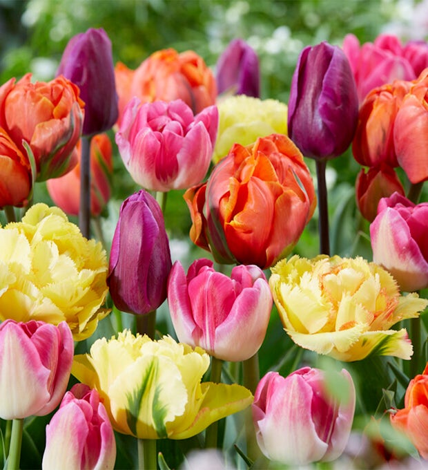 20 cibulek tulipánů, které vydrží 60 dní