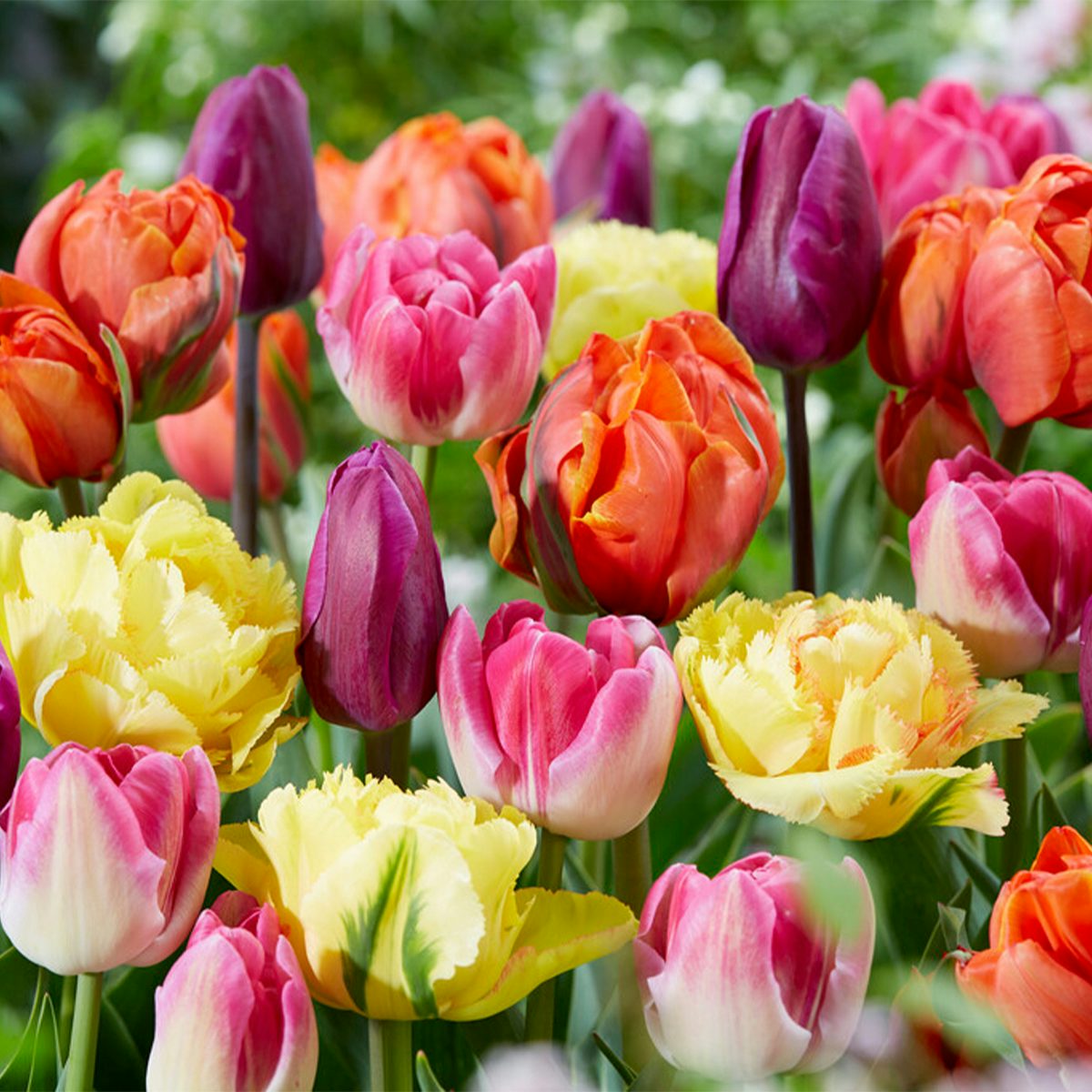 20 Tulpenbollen die 60 dagen meegaan