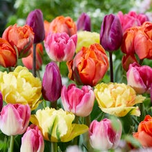 20 cibulek tulipánů, které vydrží 60 dní