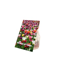 20 Tulpenzwiebeln, die 60 Tage halten