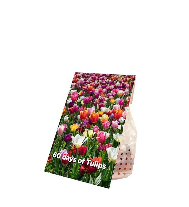 20 Bulbes de tulipes qui durent 60 jours