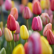 20 cibulek tulipánů, které vydrží 60 dní