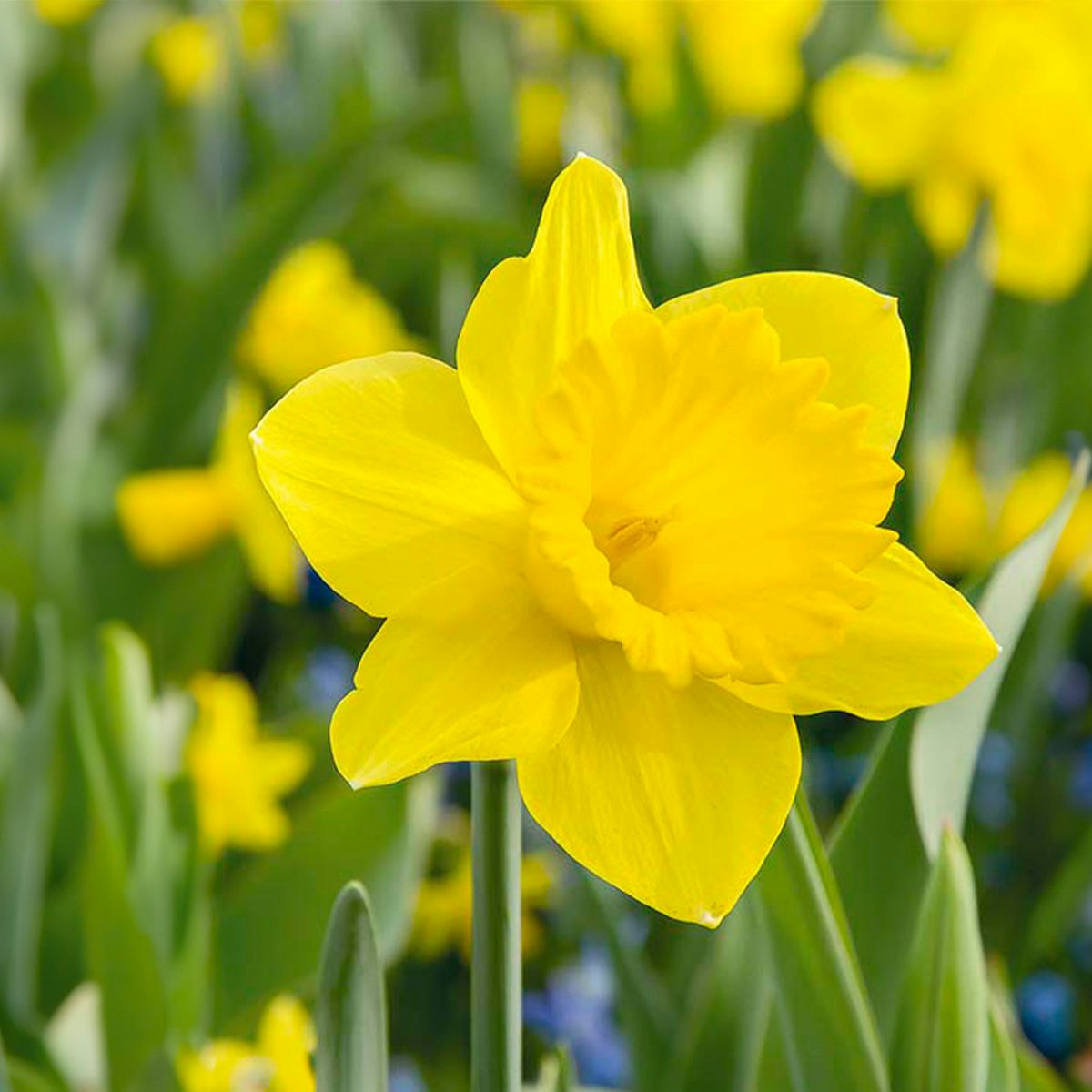 15 Narcissenbollen van de Hollandse Meester