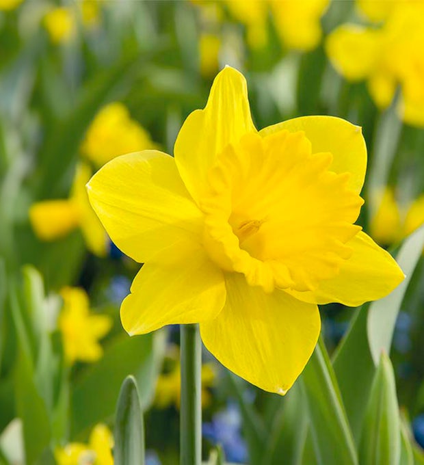 15 Dutch Master Narcissus bulbs