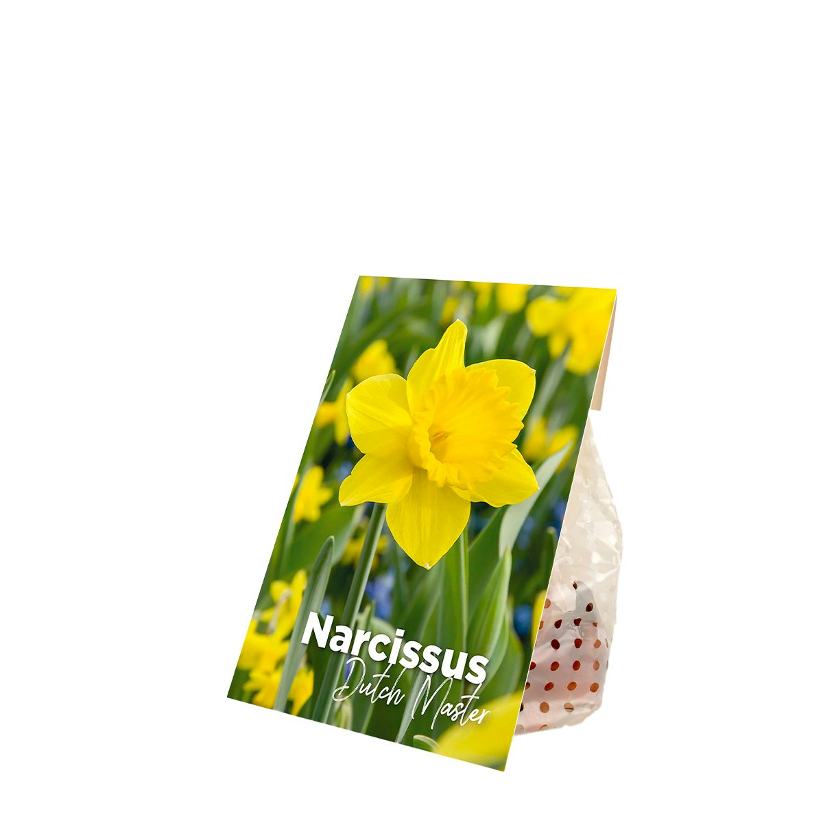 15 Narcissus-lökar av märket Dutch Master