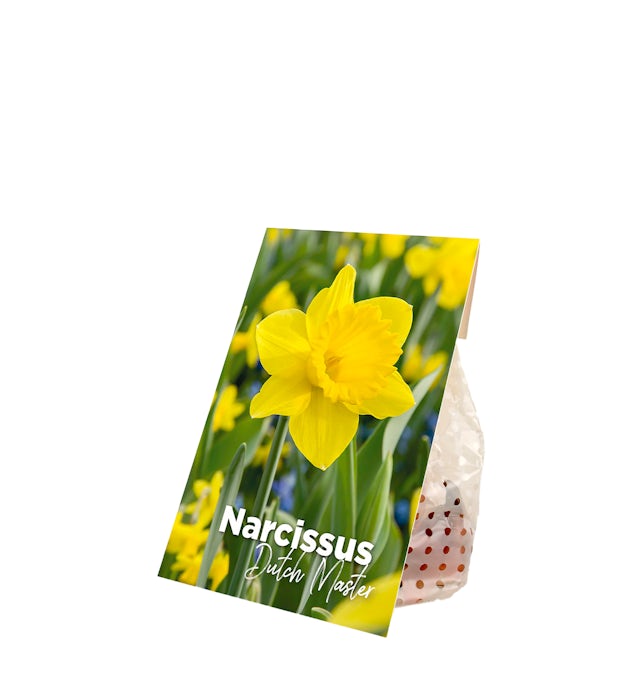 15 bulbi di narciso Dutch Master