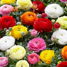 50 bolbos de tulipas Ranunculus Mix