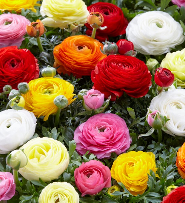 50 bolbos de tulipas Ranunculus Mix