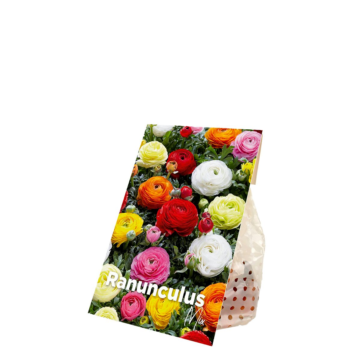 50 bolbos de tulipas Ranunculus Mix