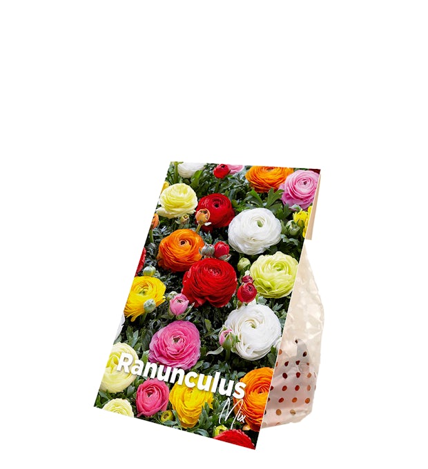 50 bolbos de tulipas Ranunculus Mix