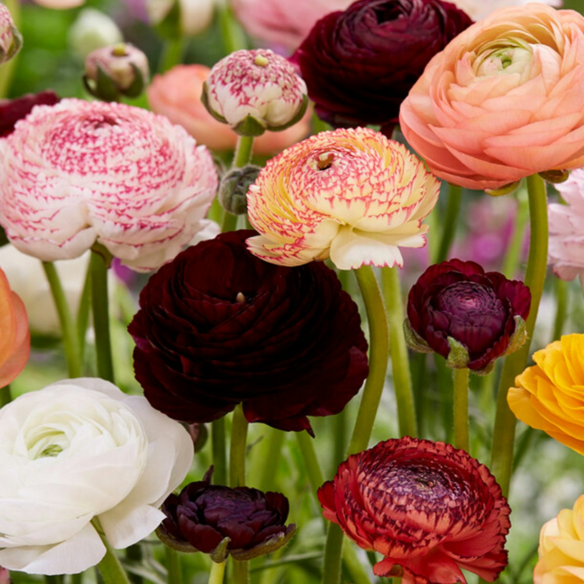 50 Tulip Bulbs Ranunculus Mix