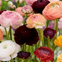 50 bolbos de tulipas Ranunculus Mix