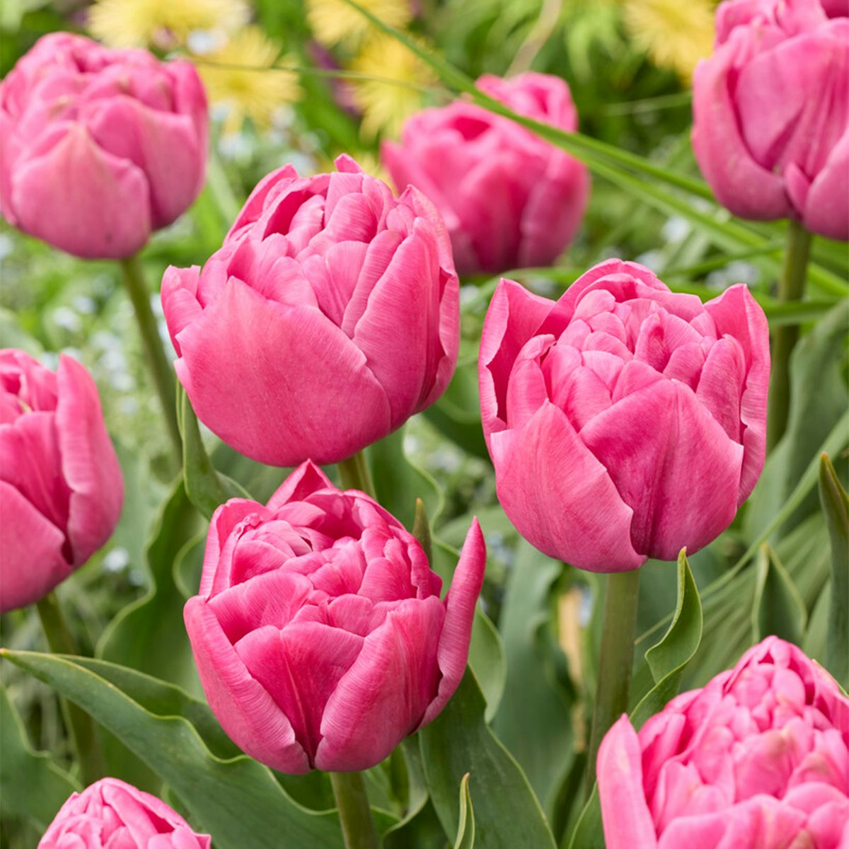 20 Bulbos de Tulipanes dobles rosas