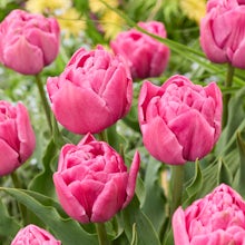 20 bolbos duplos de tulipas cor-de-rosa