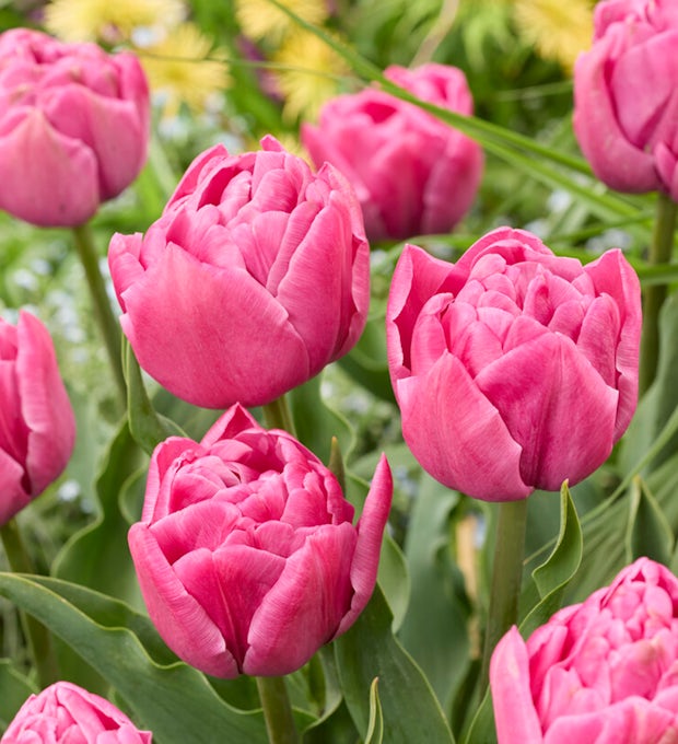 20 double pink Tulip bulbs